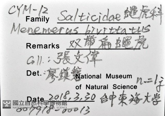 雙帶扁蠅虎藏品圖，第12張