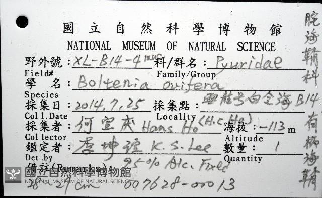 北極有柄海鞘藏品圖，第12張