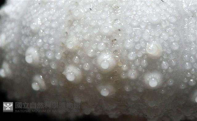 艾氏鋸海膽藏品圖，第12張
