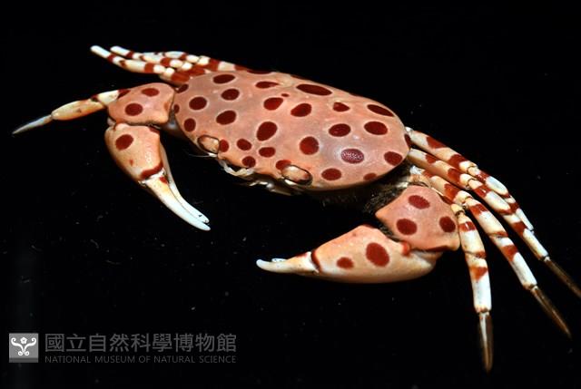 紅斑斗蟹藏品圖，第12張