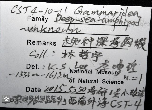 未知種深海鉤蝦藏品圖，第12張