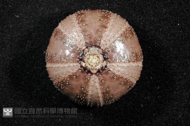 褐駝海膽藏品圖，第12張