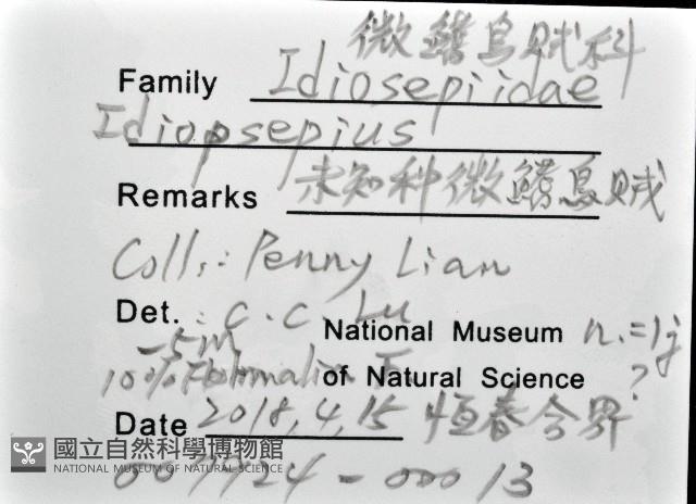 未知種微鰭烏賊藏品圖，第12張