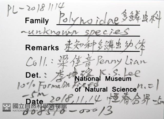 未知種多鱗蟲藏品圖，第12張