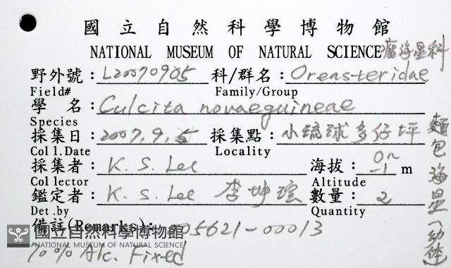 麵包海星(饅頭海星)藏品圖，第12張