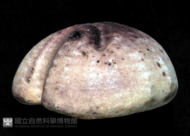 心形緣帶海膽藏品圖，第12張