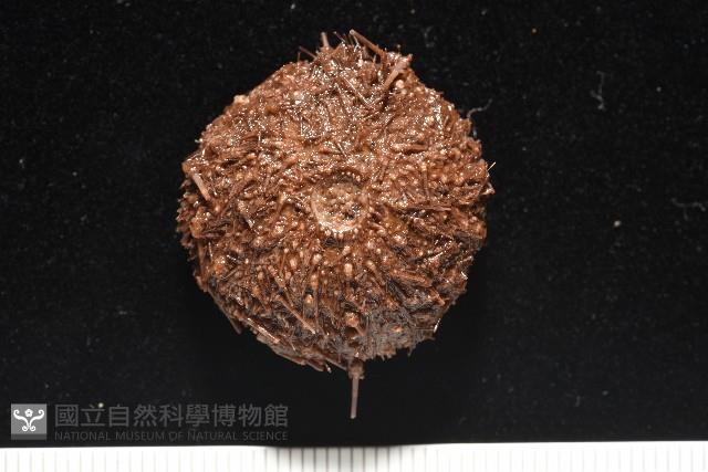 魯氏硬海膽藏品圖，第12張