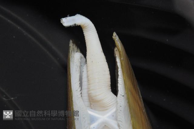 西施舌藏品圖，第12張