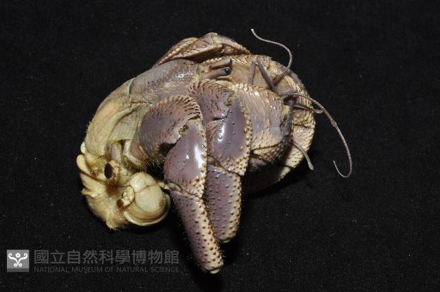 短腕陸寄居蟹藏品圖，第12張