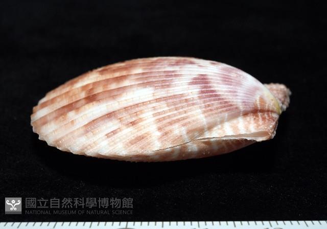 登錄號:007819-00083藏品圖，第12張