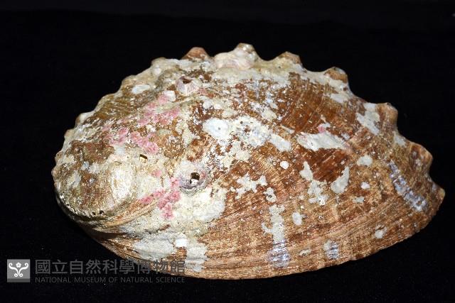 盤鮑螺藏品圖，第12張