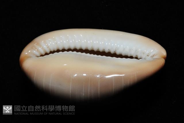 金棗寶螺藏品圖，第12張