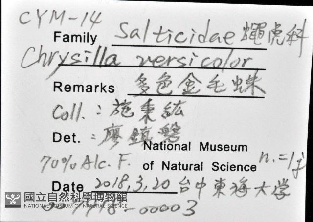 多色金毛蛛藏品圖，第12張