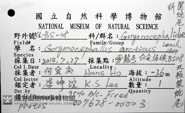 北極筐蛇尾藏品圖，第12張