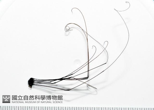 黑背偽盾刺盲蛛藏品圖，第12張