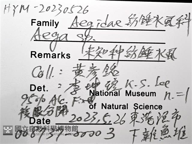 未知種紡錘水虱藏品圖，第12張