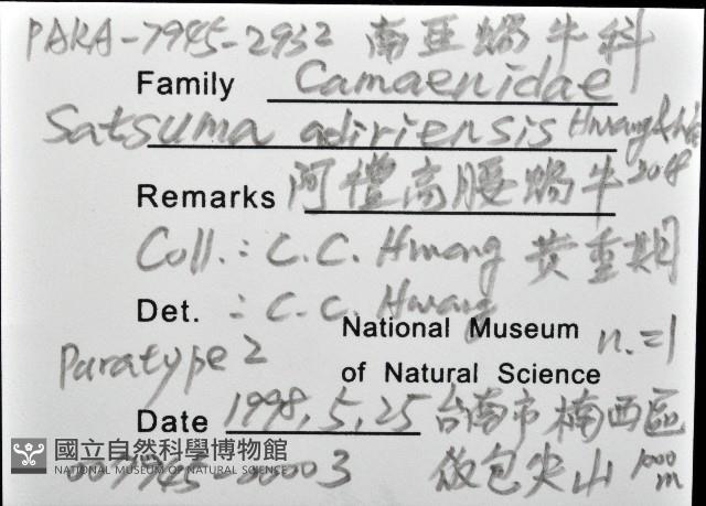 阿禮高腰蝸牛藏品圖，第12張