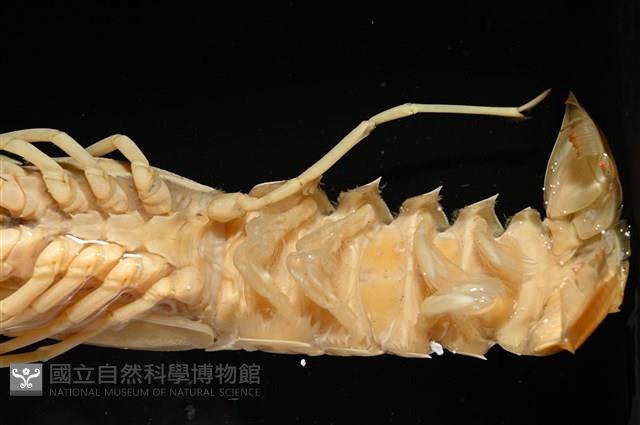 臺灣後海螯蝦藏品圖，第12張