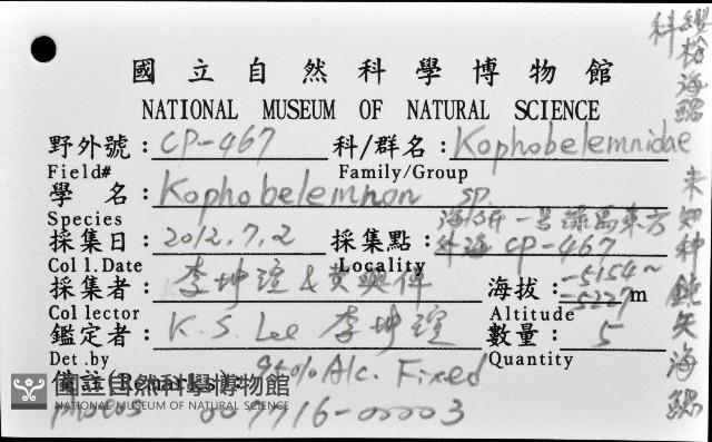 未知種鈍矢海鰓藏品圖，第12張