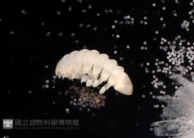 未知種擬對蝦蝦虱藏品圖，第12張