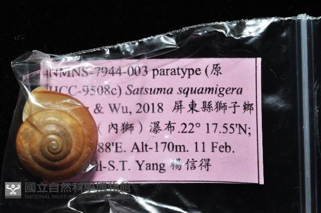 鱗高腰蝸牛(鱗菱蝸牛)藏品圖，第12張