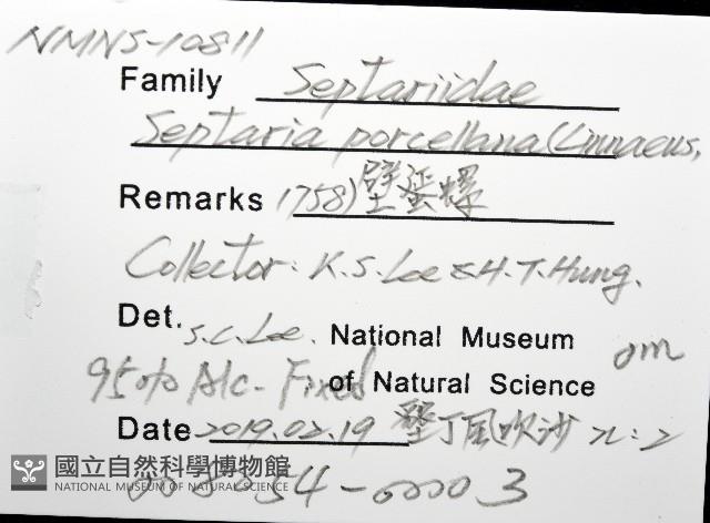 壁蜑螺藏品圖，第12張