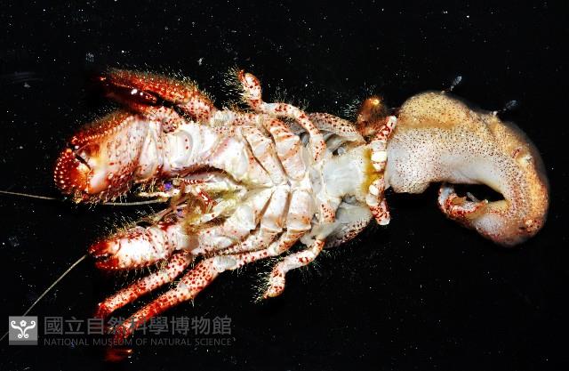 粗盾真寄居蟹藏品圖，第12張