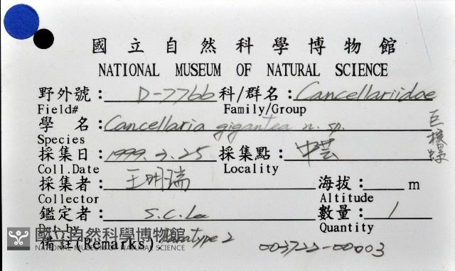 巨核螺藏品圖，第12張