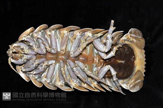 詹姆士巨深水虱藏品圖，第12張