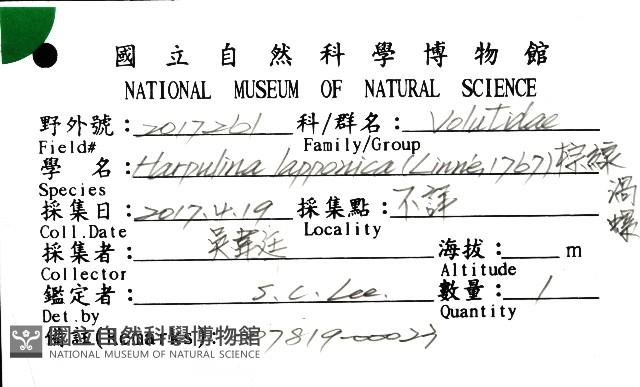 棕線渦螺藏品圖，第12張