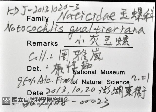 小灰玉螺藏品圖，第12張