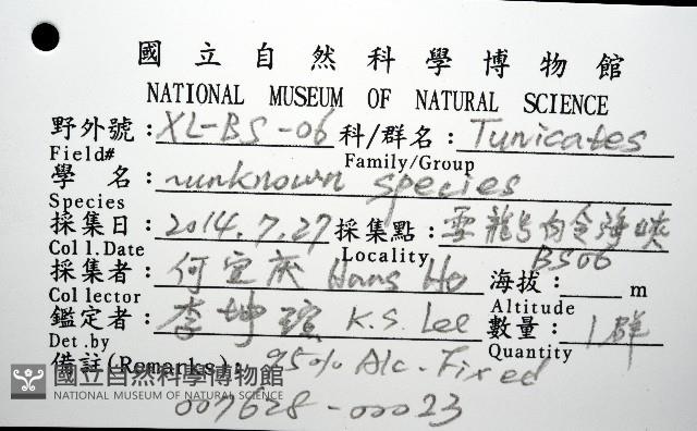 未知種海鞘藏品圖，第12張