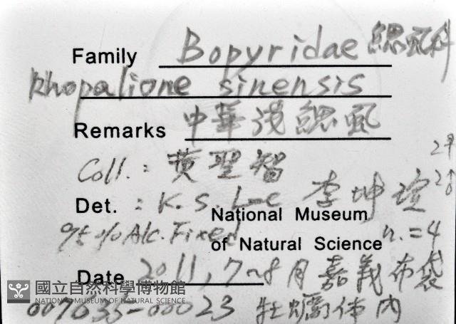 中華淺鰓虱藏品圖，第12張