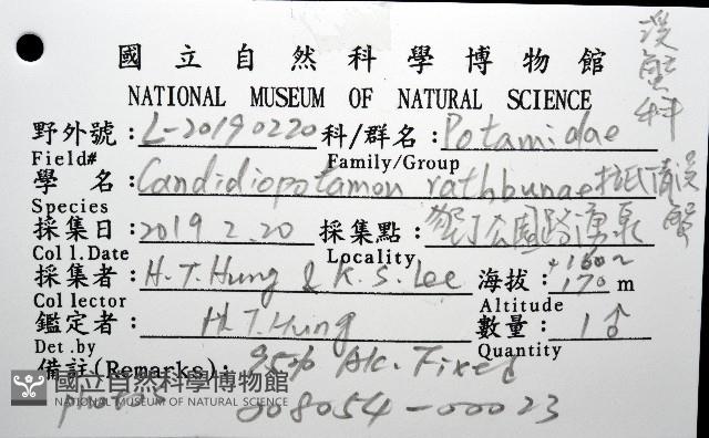 拉氏明溪蟹藏品圖，第12張