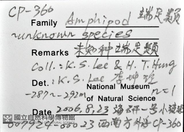 未知種端足類藏品圖，第12張