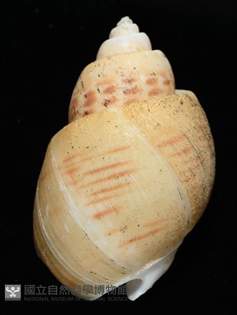 彩繪型深溝鳳螺藏品圖，第12張