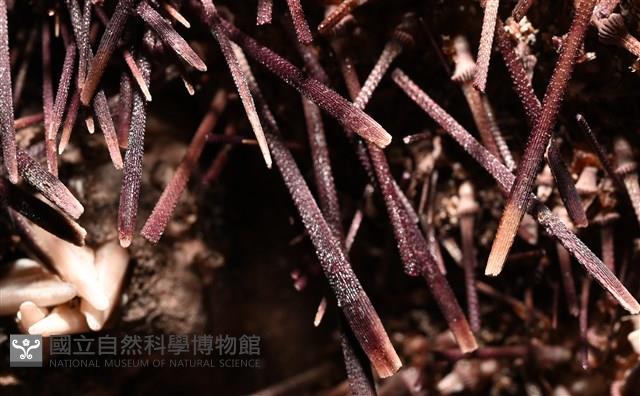 輻星肛海膽藏品圖，第12張