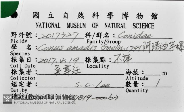 阿瑪迪芋螺藏品圖，第12張