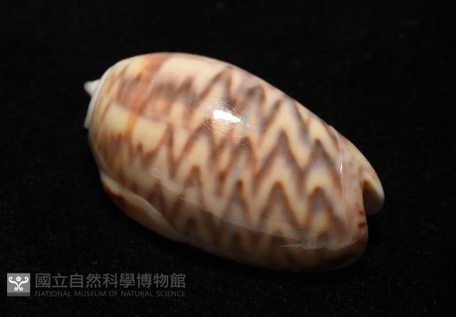 泡形榧螺藏品圖，第12張