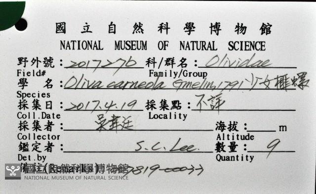 少女榧螺藏品圖，第12張