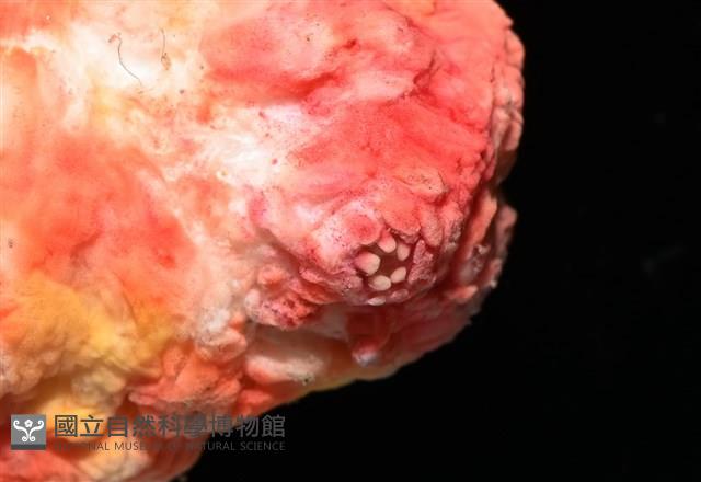 可疑翼手參藏品圖，第12張