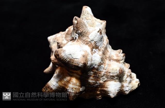 短拳螺藏品圖，第12張