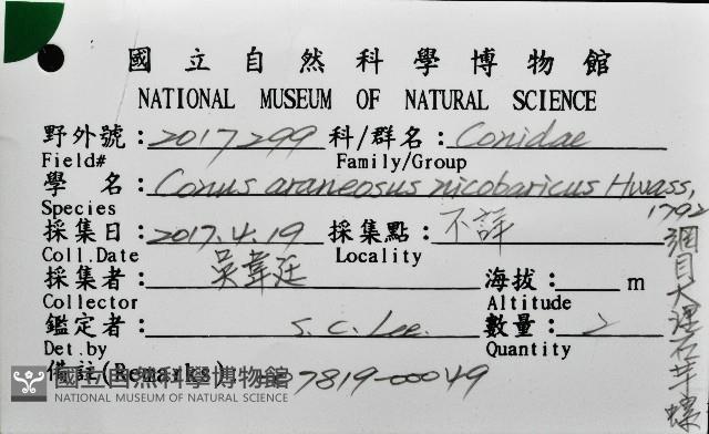 網目大理石芋螺藏品圖，第12張