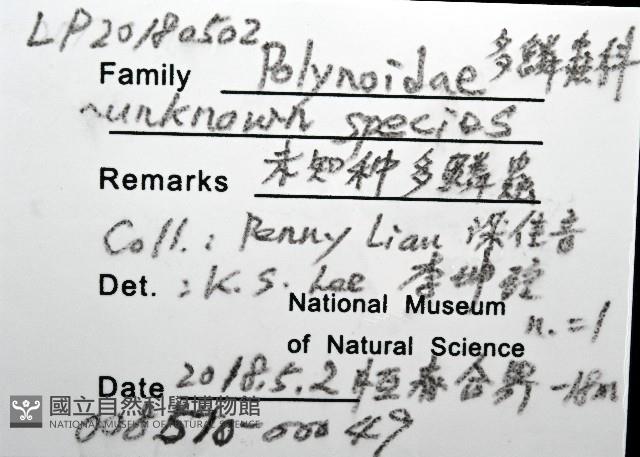 未知種多鱗蟲藏品圖，第12張