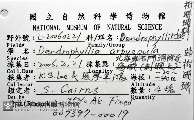 軸樹珊瑚(軸木珊瑚)藏品圖，第12張