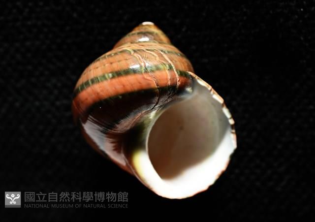 芮氏蠑螺藏品圖，第12張