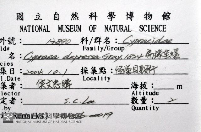 扁緣寶螺藏品圖，第12張