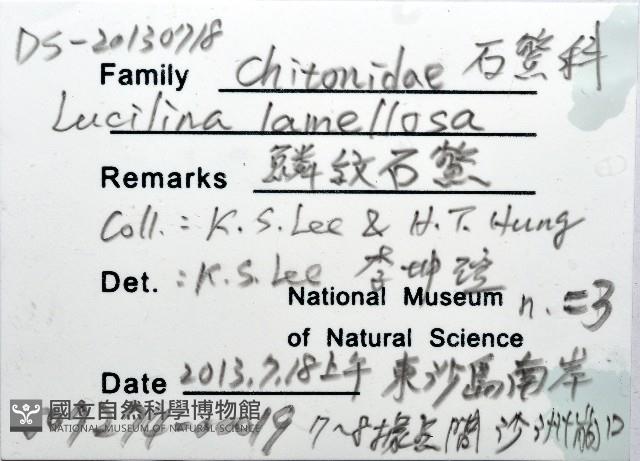 鱗紋石鱉藏品圖，第12張