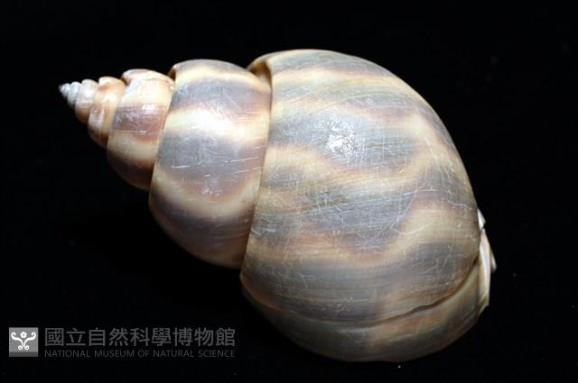皮氏鳳螺藏品圖，第12張