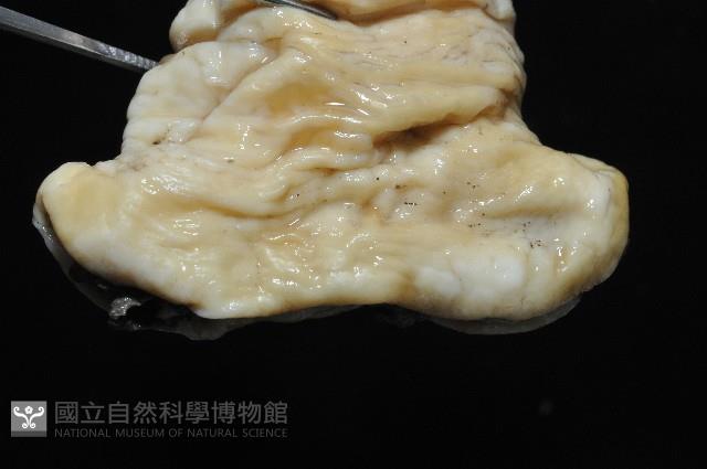 豹紋海葵(暫譯)藏品圖，第12張